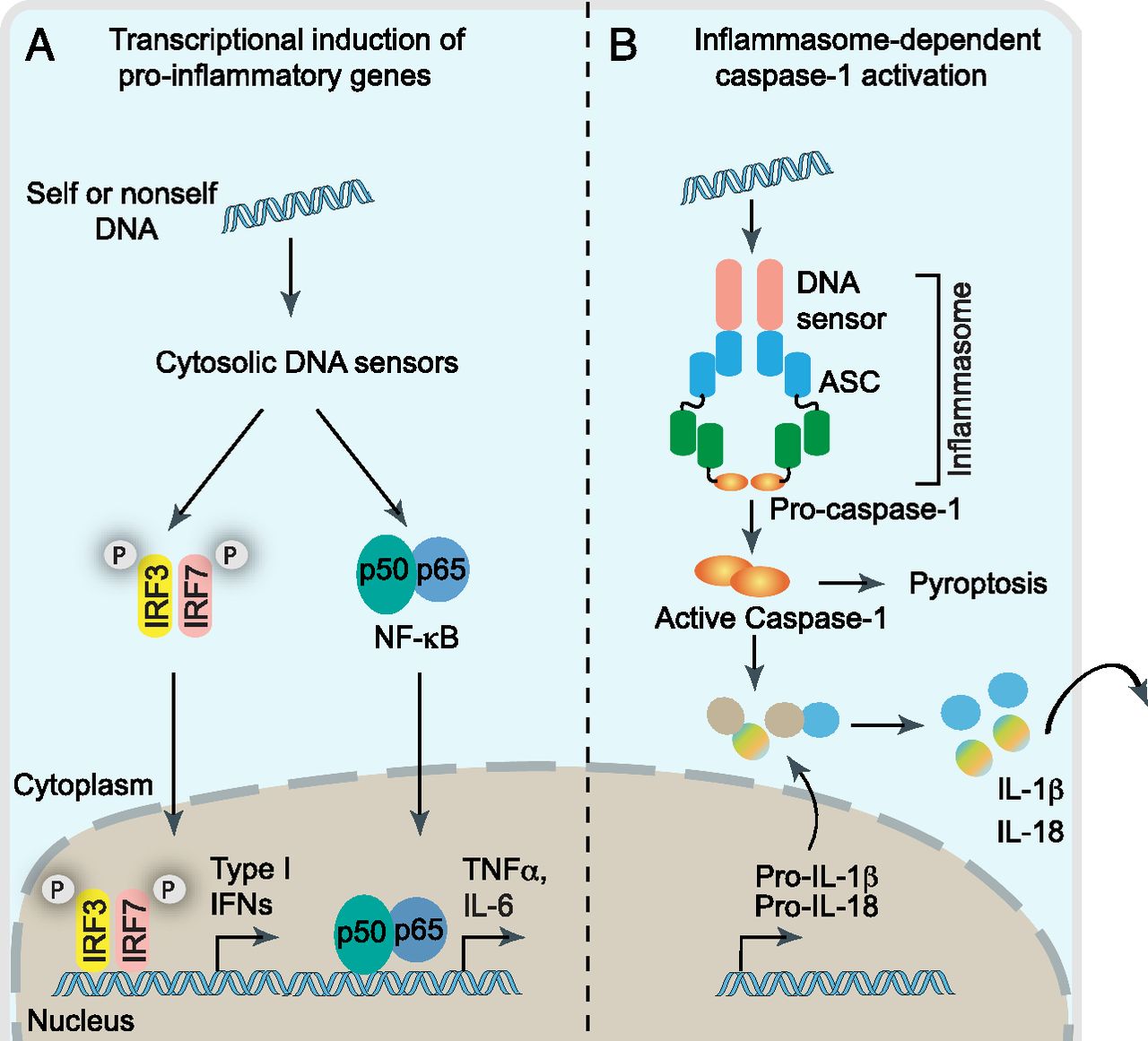 Drosophila follicle cells are patterned by multiple levels of Drosophila follicle cells are patterned by multiple levels of