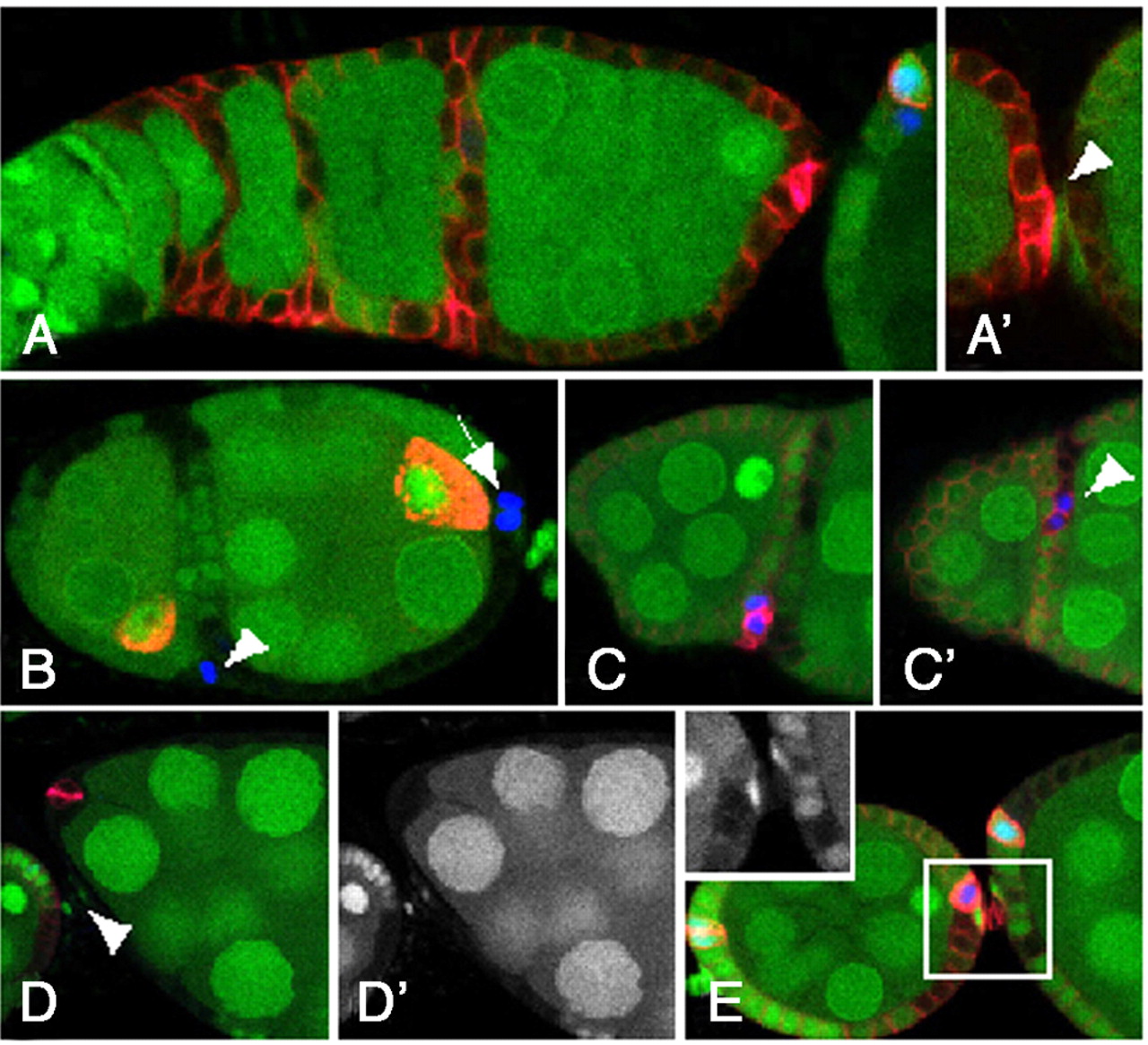 DAI (DLM 1/ZBP1) is a cytosolic DNA sensor and an activator of DAI (DLM 1/ZBP1) is a cytosolic DNA sensor and an activator of