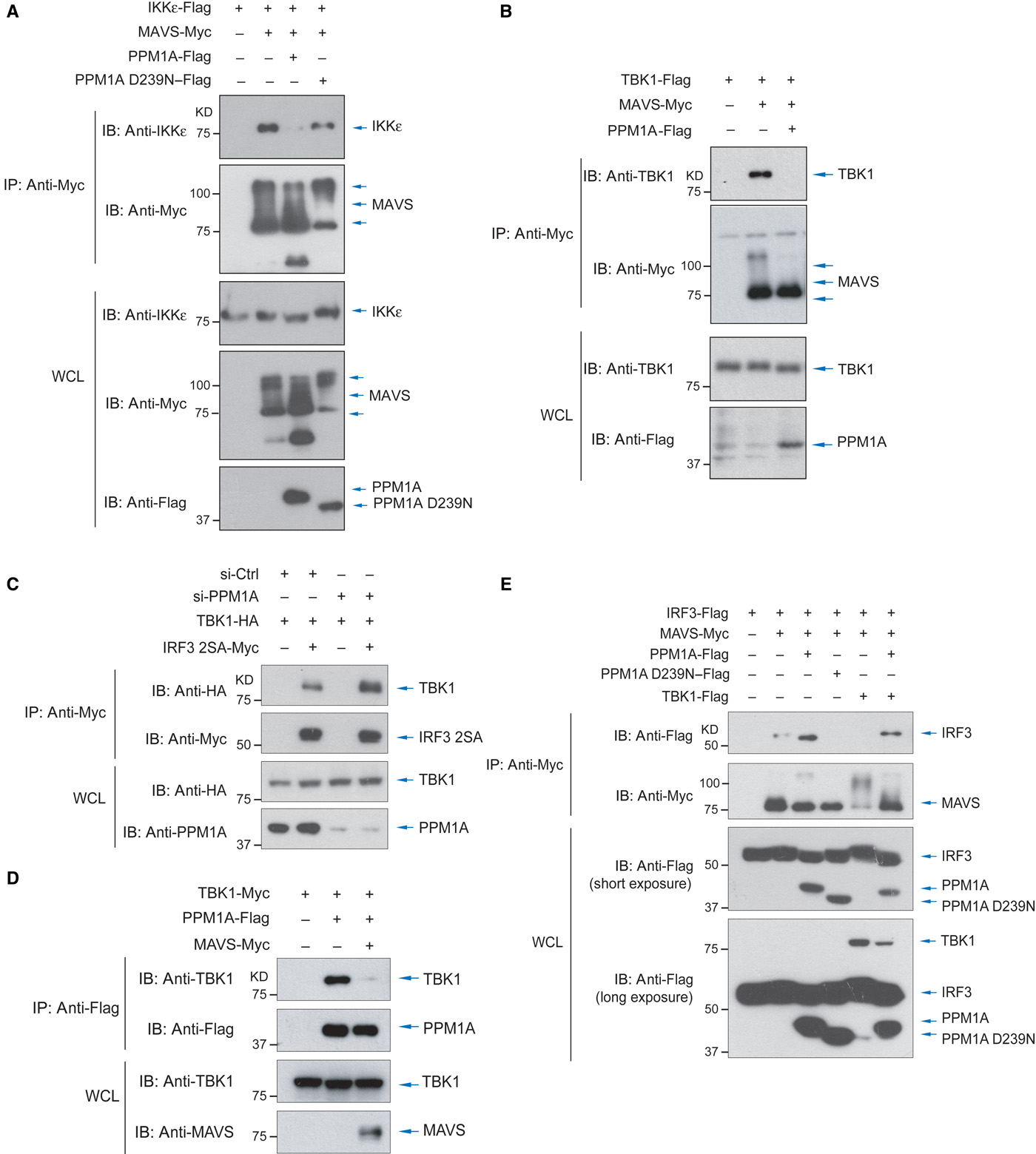 Activation of Autophagy by α Herpesviruses in Myeloid Cells Is Activation of Autophagy by α Herpesviruses in Myeloid Cells Is