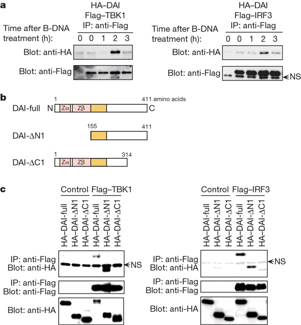 PPM1A silences cytosolic RNA sensing and antiviral defense through PPM1A silences cytosolic RNA sensing and antiviral defense through